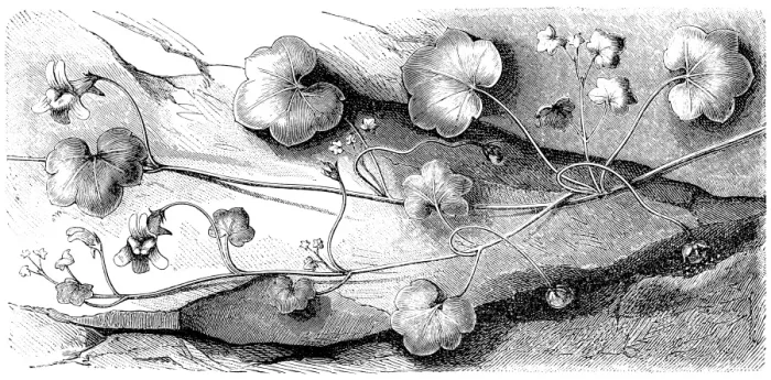 Framed Print : ivy-leaved toadflax, Kenilworth ivy, coliseum ivy, Oxford ivy, mother of thousands, pennywort, wandering sailor (Cymbalaria muralis) Framed Print : ivy-leaved toadflax, Kenilworth ivy, coliseum ivy, Oxford ivy, mother of thousands, pennywort, wandering sailor (Cymbalaria muralis)