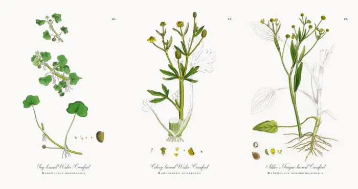 Framed Print : Ivy-leaved Water Crowfoot, Ranunculus hederaceus, Victorian Botanical Illustration, 1863