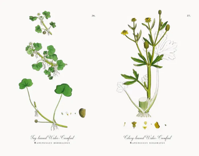 Framed Print : Ivy-leaved Water Crowfoot, Ranunculus hederaceus, Victorian Botanical Illustration, 1863 Framed Print : Ivy-leaved Water Crowfoot, Ranunculus hederaceus, Victorian Botanical Illustration, 1863