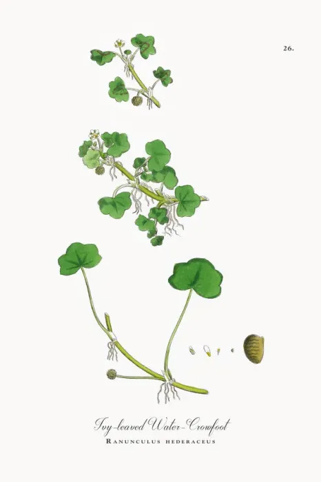 Framed Print : Ivy-leaved Water Crowfoot, Ranunculus hederaceus, Victorian Botanical Illustration, 1863 Framed Print : Ivy-leaved Water Crowfoot, Ranunculus hederaceus, Victorian Botanical Illustration, 1863