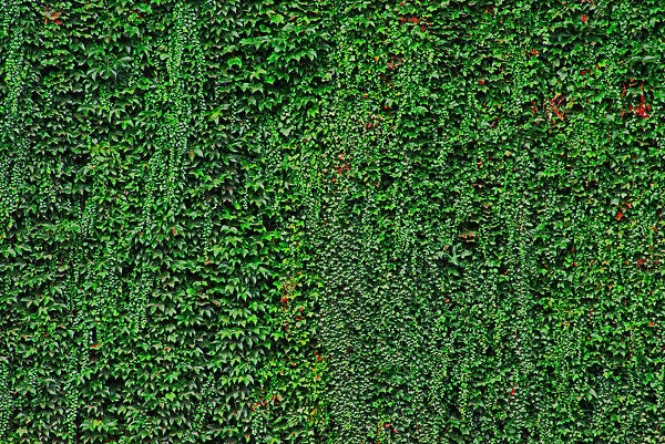 Ivy Wall. A color photograph of ivy growing on a highway wall embankment