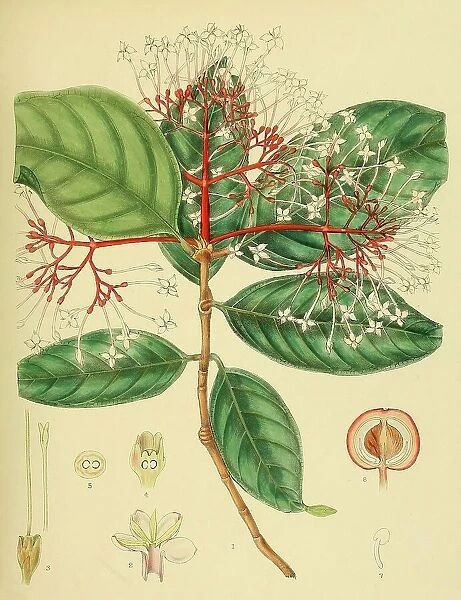 Ixora jucunda, native to Southeast Asia, Sri Lanka, digitally restored historical colour print from 1893
