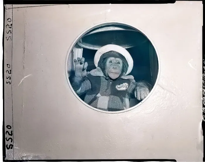 Framed Print : J. Fred Muggs Looking out the Window of a Ship Framed Print : J. Fred Muggs Looking out the Window of a Ship