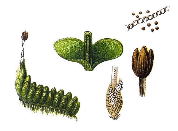 J. leiantha (as Liochlaena lanceolata)