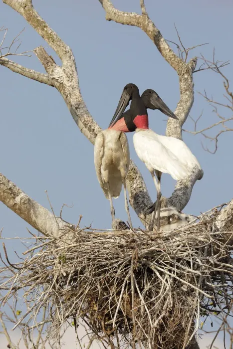Framed Print : Jabiru (Jabiru mycteria) Framed Print : Jabiru (Jabiru mycteria)