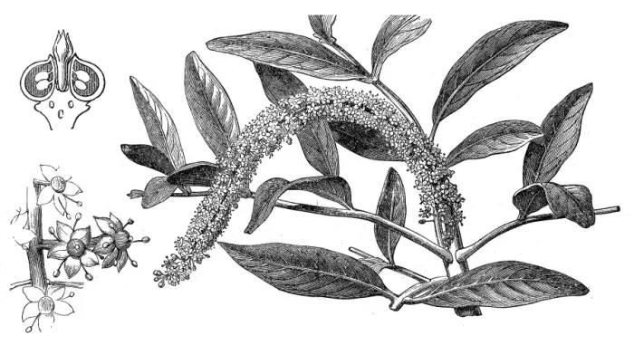 Framed Print : Jaborandi (pilocarpus pennatifolius) Framed Print : Jaborandi (pilocarpus pennatifolius)