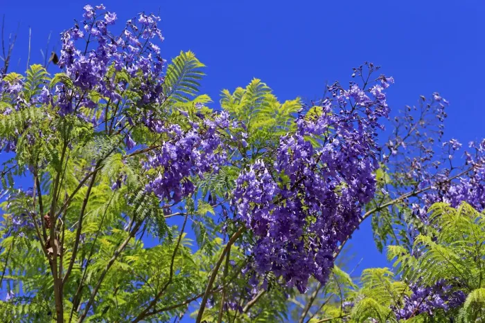 Framed Print : Jacaranda or Blue Jacaranda -Jacaranda mimosifolia-, flowering, blue flowers, Western Cape, South Africa Framed Print : Jacaranda or Blue Jacaranda -Jacaranda mimosifolia-, flowering, blue flowers, Western Cape, South Africa