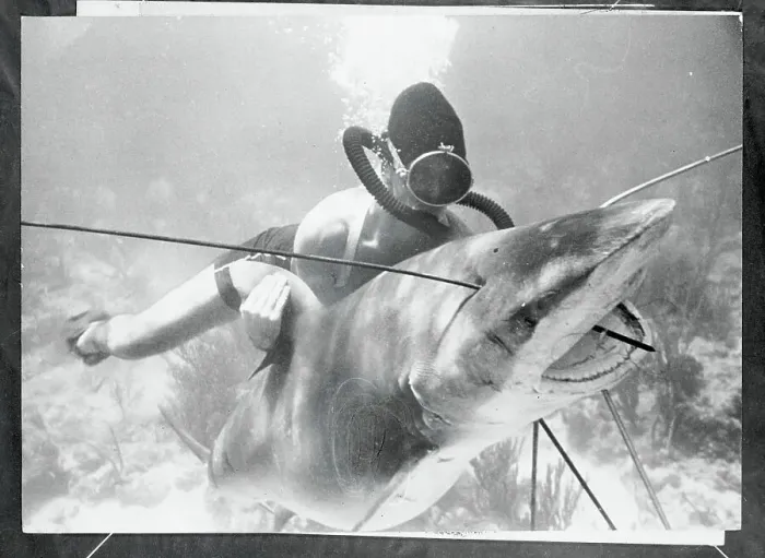 Framed Print : Jack McGinnis Wrestling with a Shark Framed Print : Jack McGinnis Wrestling with a Shark