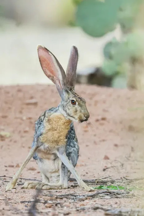 Framed Print : Jack rabbit Framed Print : Jack rabbit