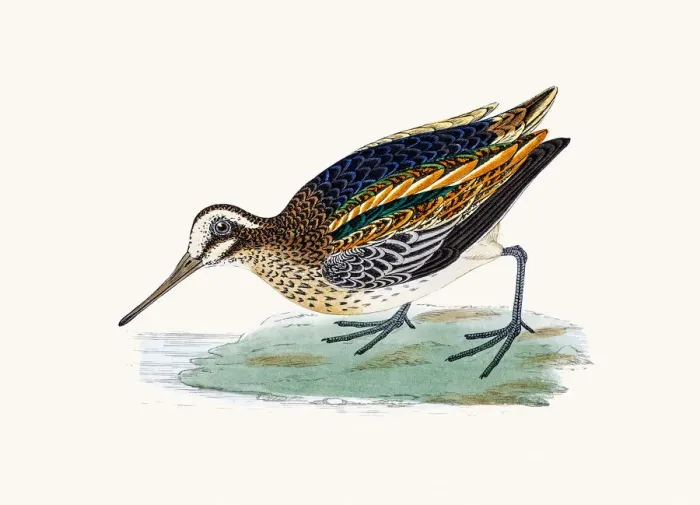 Framed Print : Jack snipe bird Framed Print : Jack snipe bird