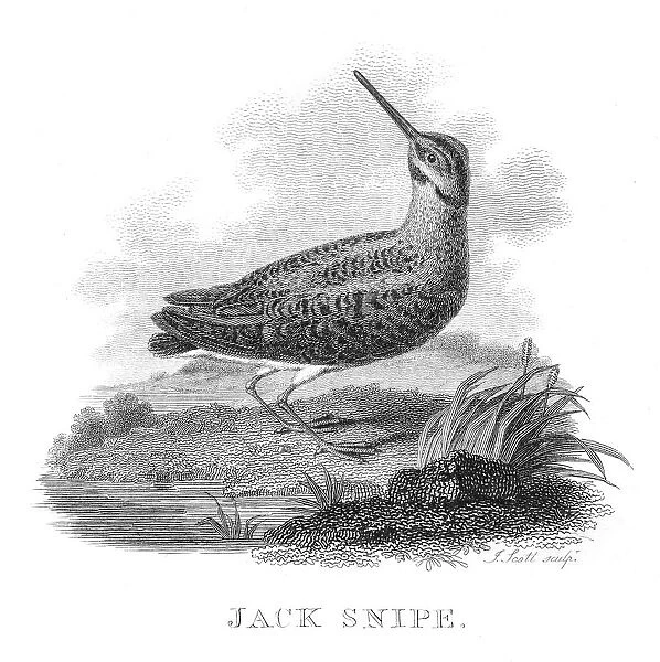 Jack snipe bird engraving 1802