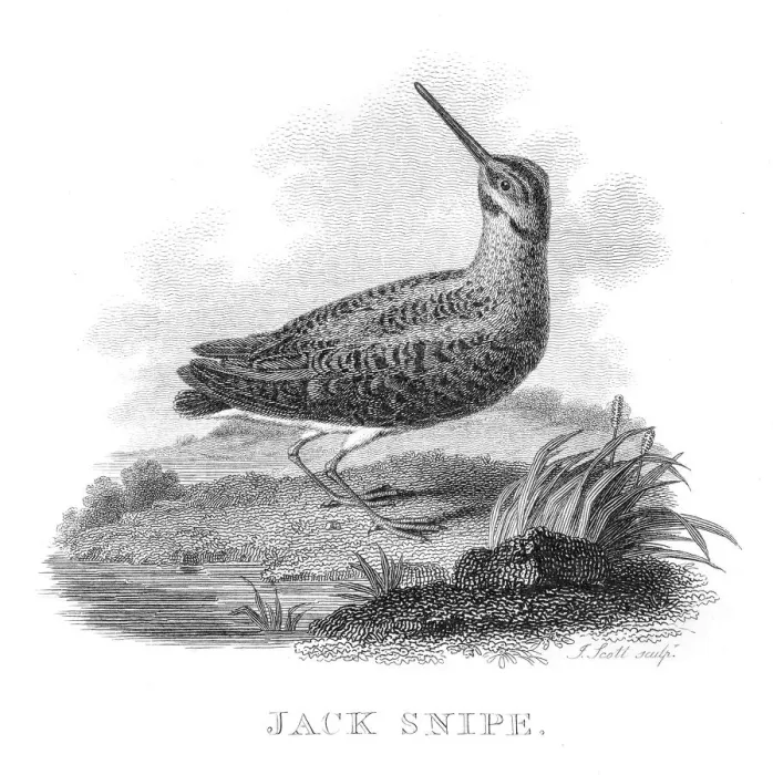 Framed Print : Jack snipe bird engraving 1802 Framed Print : Jack snipe bird engraving 1802
