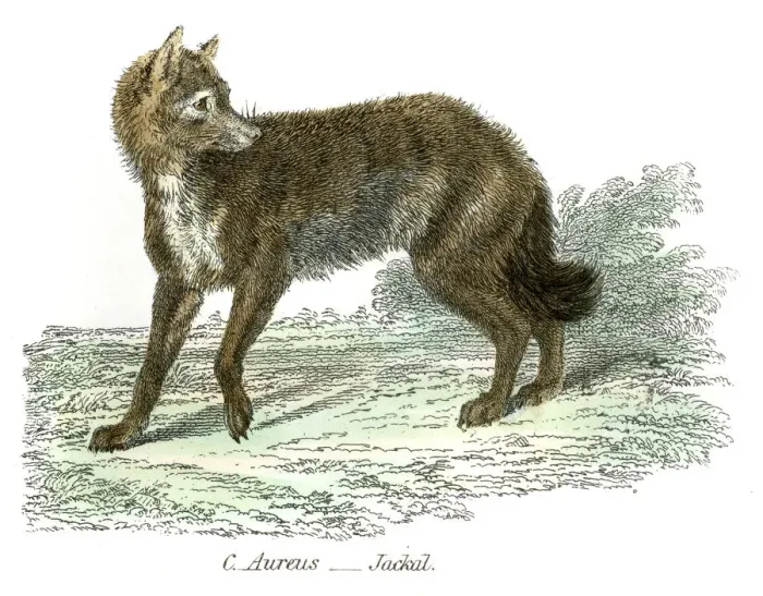 Framed Print : Jackal engraving 1803 Framed Print : Jackal engraving 1803