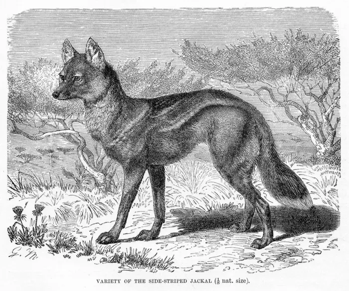 Framed Print : Jackal engraving 1894