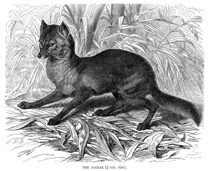 Framed Print : Jackal engraving 1894 Framed Print : Jackal engraving 1894