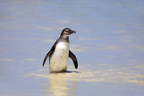 Jackass Penguin, Black-footed Penguin or African Penguin -Spheniscus demersus-, adult, on the beach, Boulder, Simons Town, Western Cape, South Africa