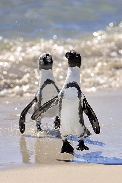 Jackass Penguin, Black-footed Penguin or African Penguin -Spheniscus demersus-, pair on the beach, Boulder, Simons Town, Western Cape, South Africa