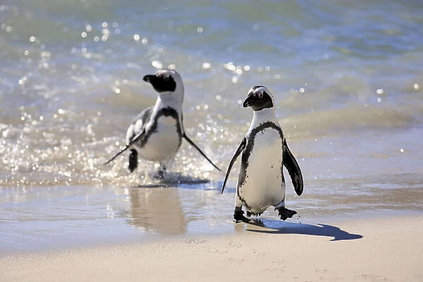 Jackass Penguin, Black-footed Penguin or African Penguin -Spheniscus demersus-, pair on the beach, Boulder, Simons Town, Western Cape, South Africa