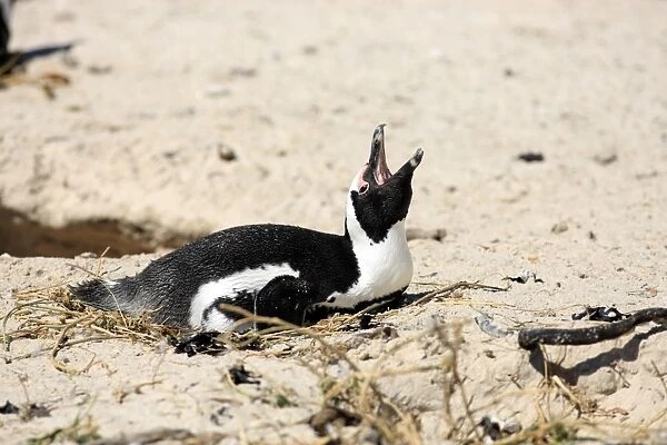 Jackass Penguin, Black-footed Penguin or African Penguin -Spheniscus demersus-, incubating eggs, Boulder, Simons Town, Western Cape, South Africa