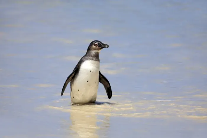 Framed Print : Jackass Penguin, Black-footed Penguin or African Penguin -Spheniscus demersus-, adult, on the beach, Boulder, Simons Town, Western Cape, South Africa Framed Print : Jackass Penguin, Black-footed Penguin or African Penguin -Spheniscus demersus-, adult, on the beach, Boulder, Simons Town, Western Cape, South Africa