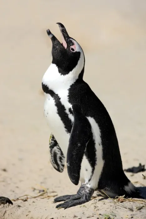 Framed Print : Jackass Penguin, Black-footed Penguin or African Penguin -Spheniscus demersus-, adult, on the beach, Boulder, Simons Town, Western Cape, South Africa Framed Print : Jackass Penguin, Black-footed Penguin or African Penguin -Spheniscus demersus-, adult, on the beach, Boulder, Simons Town, Western Cape, South Africa