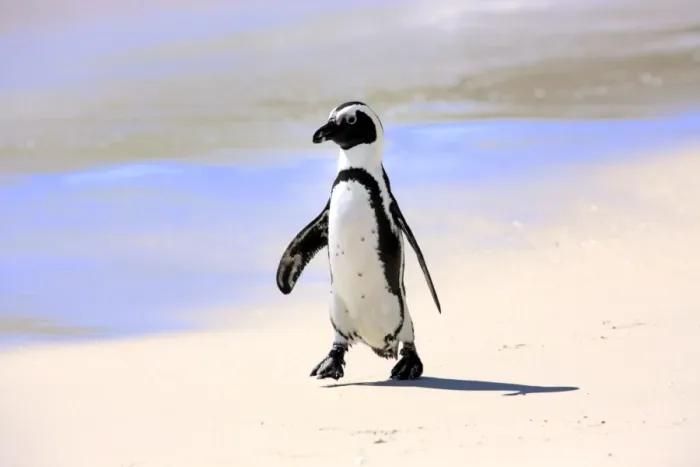 Framed Print : Jackass Penguin, Black-footed Penguin or African Penguin -Spheniscus demersus-, adult, on the beach, Boulder, Simons Town, Western Cape, South Africa Framed Print : Jackass Penguin, Black-footed Penguin or African Penguin -Spheniscus demersus-, adult, on the beach, Boulder, Simons Town, Western Cape, South Africa