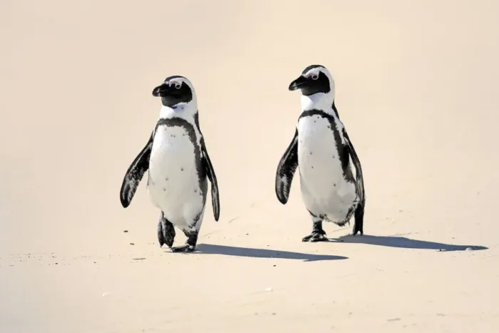 Framed Print : Jackass Penguin, Black-footed Penguin or African Penguin -Spheniscus demersus-, pair on the beach, Boulder, Simons Town, Western Cape, South Africa Framed Print : Jackass Penguin, Black-footed Penguin or African Penguin -Spheniscus demersus-, pair on the beach, Boulder, Simons Town, Western Cape, South Africa