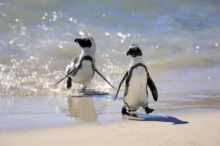 Framed Print : Jackass Penguin, Black-footed Penguin or African Penguin -Spheniscus demersus-, pair on the beach, Boulder, Simons Town, Western Cape, South Africa Framed Print : Jackass Penguin, Black-footed Penguin or African Penguin -Spheniscus demersus-, pair on the beach, Boulder, Simons Town, Western Cape, South Africa