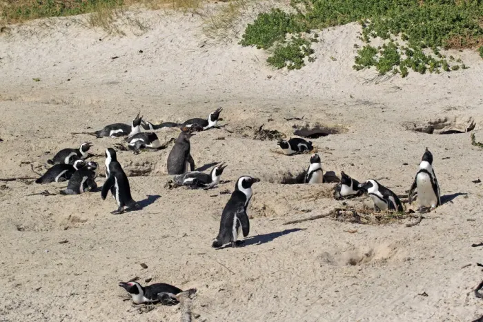 Framed Print : Jackass Penguin, Black-footed Penguin or African Penguin -Spheniscus demersus-, breeding colony on the beach, Boulder, Simons Town, Western Cape, South Africa Framed Print : Jackass Penguin, Black-footed Penguin or African Penguin -Spheniscus demersus-, breeding colony on the beach, Boulder, Simons Town, Western Cape, South Africa