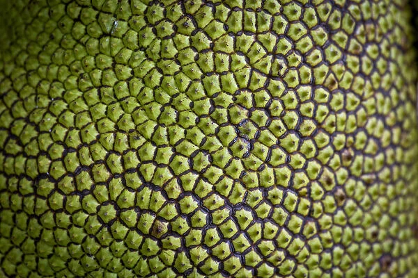 Jackfruit, Jack Tree -Artocarpus heterophyllus-, detail of the fruit, Peermade, Kerala, India