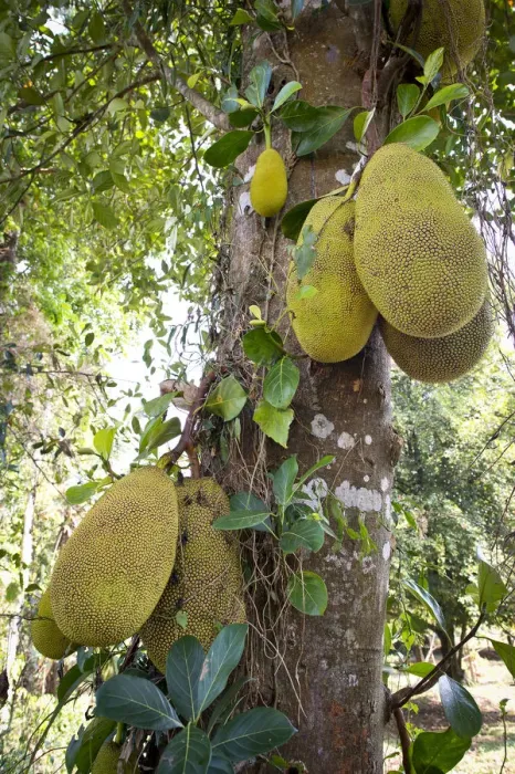 Framed Print : Jackfruit or Jack Tree -Artocarpus heterophyllus-, fruit growing on the tree, Peermade, Kerala, India Framed Print : Jackfruit or Jack Tree -Artocarpus heterophyllus-, fruit growing on the tree, Peermade, Kerala, India