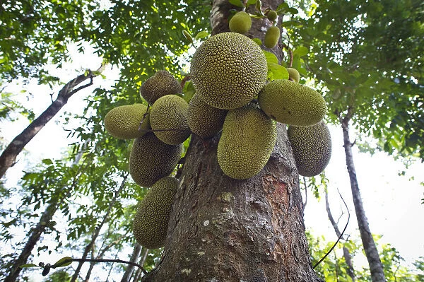 Jackfruit or Jack Tree -Artocarpus heterophyllus-, fruit growing on the tree, Peermade, Kerala, India