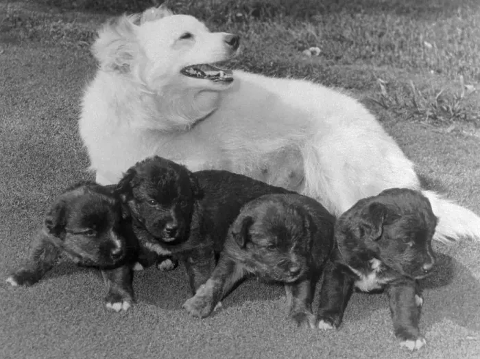 Framed Print : Jackie Kennedy's Dog with Puppies