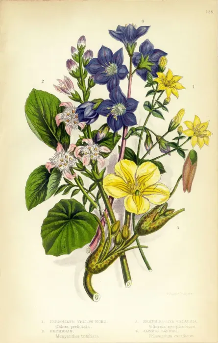 Framed Print : Jacobs Ladder, Yellow Wort, Buckbean, Villarsia, Victorian Botanical Illustration Framed Print : Jacobs Ladder, Yellow Wort, Buckbean, Villarsia, Victorian Botanical Illustration
