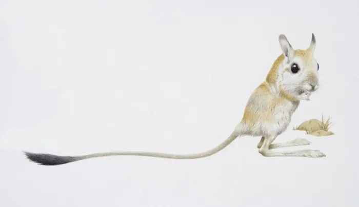 Framed Print : Jaculus jaculus, Jerboa, side view Framed Print : Jaculus jaculus, Jerboa, side view