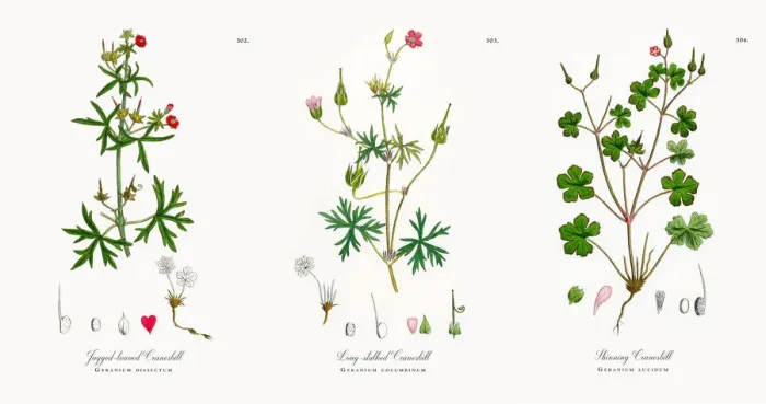 Framed Print : Jagged-leaved Cranesbill, Geranium dissectum, Victorian Botanical Illustration, 1863 Framed Print : Jagged-leaved Cranesbill, Geranium dissectum, Victorian Botanical Illustration, 1863