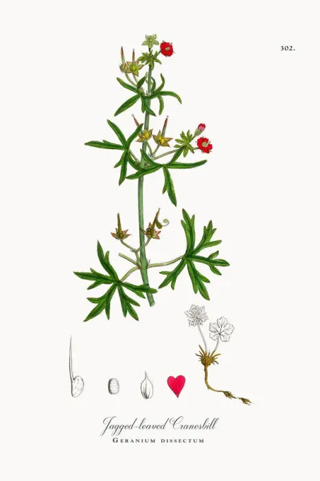 Framed Print : Jagged-leaved Cranesbill, Geranium dissectum, Victorian Botanical Illustration, 1863 Framed Print : Jagged-leaved Cranesbill, Geranium dissectum, Victorian Botanical Illustration, 1863