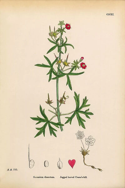 Jagged-leaved Cranesbill, Geranium dissectum, Victorian Botanical Illustration, 1863