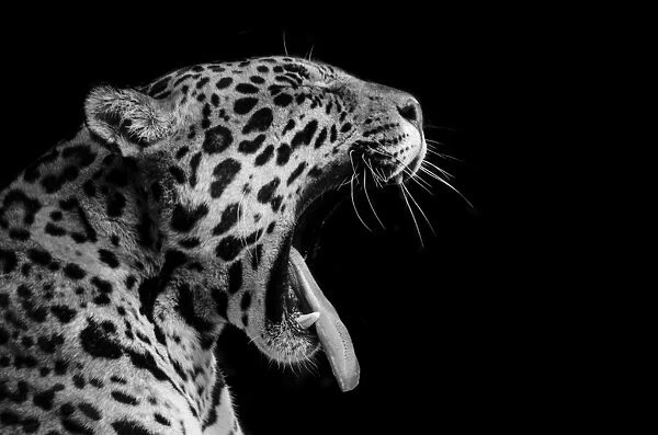 Jaguar Black and White Side Profile Yawning
