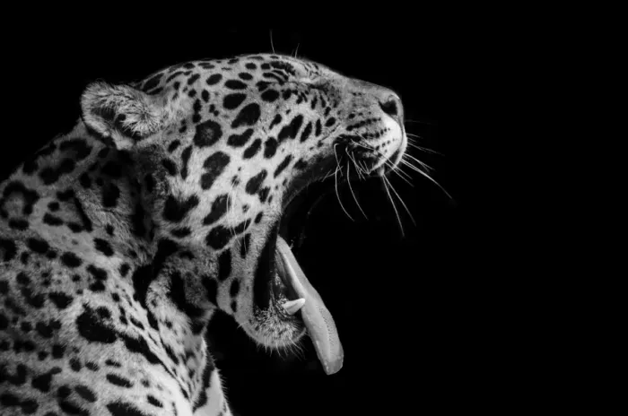 Framed Print : Jaguar Black and White Side Profile Yawning
