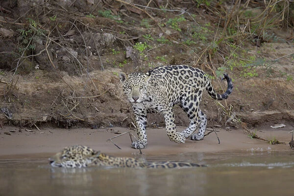 Jaguar cub (Pantera onca)