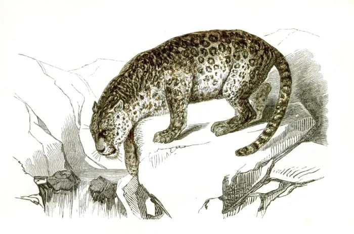 Framed Print : Jaguar engraving 1851 Framed Print : Jaguar engraving 1851