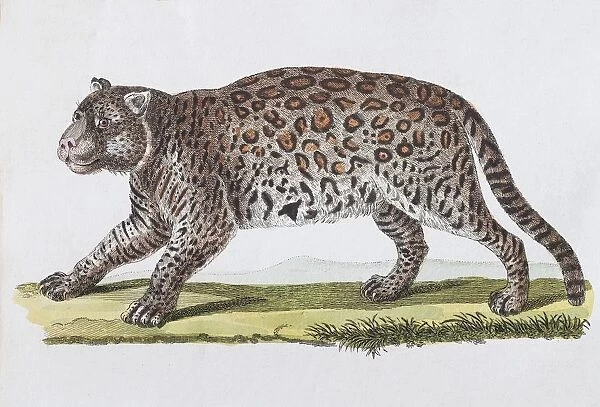 Jaguar (Felis onza. Linn. ), hand-coloured copperplate engraving by Friedrich Justin