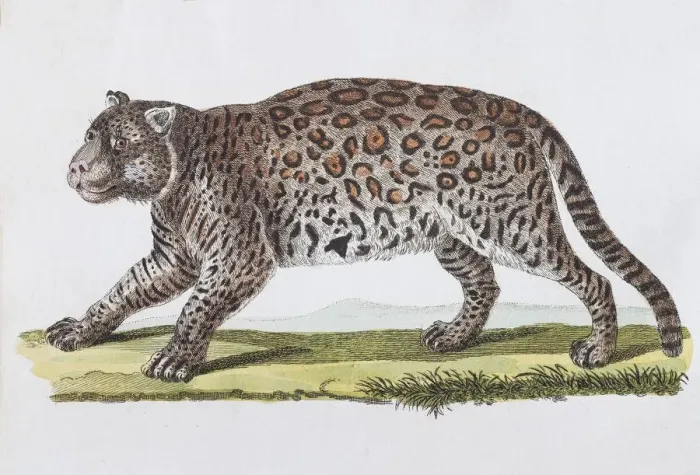 Framed Print : Jaguar (Felis onza. Linn. ), hand-coloured copperplate engraving by Friedrich Justin Framed Print : Jaguar (Felis onza. Linn. ), hand-coloured copperplate engraving by Friedrich Justin