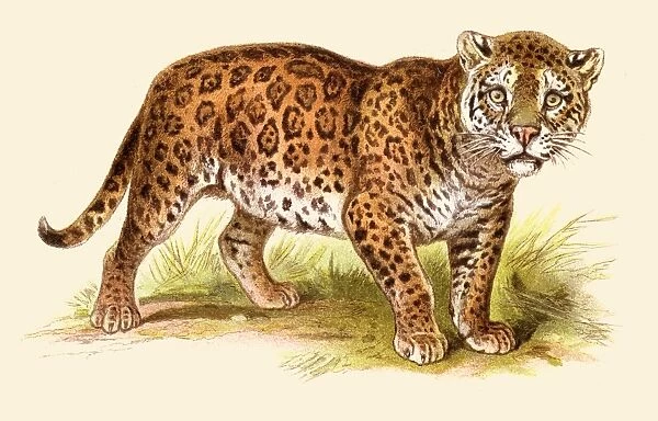 Jaguar illustration 1888