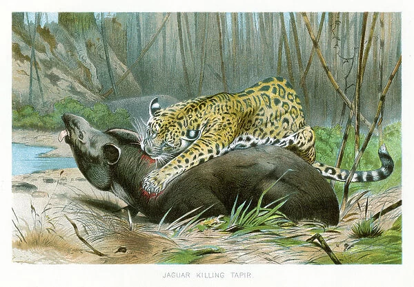 Jaguar killing tapir chromolithograph 1896