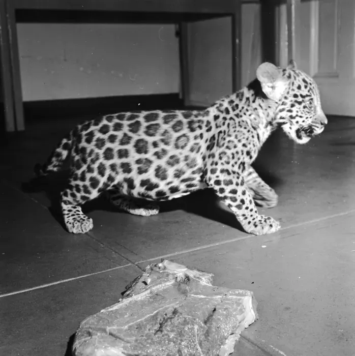Framed Print : Jaguar And Meat Framed Print : Jaguar And Meat