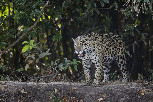 Jaguar (Pantera onca)