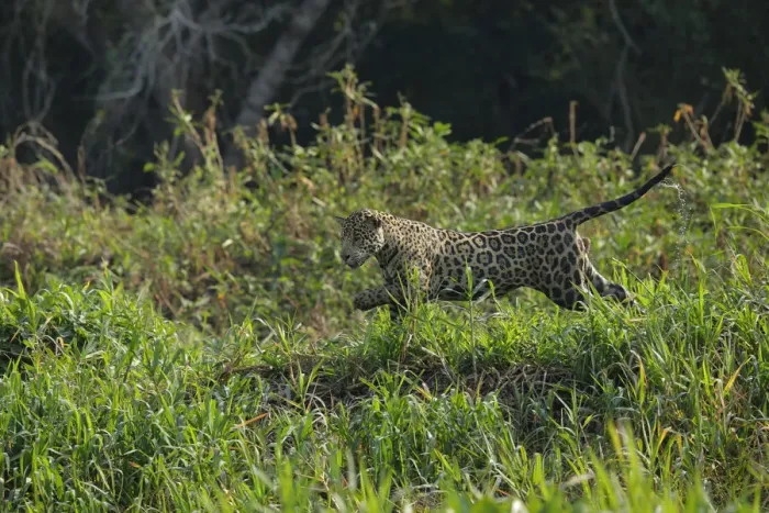Framed Print : Jaguar (Pantera onca)