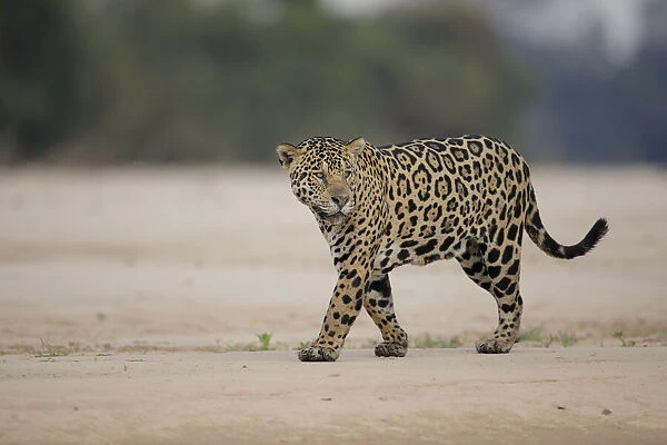 Jaguar (Pantera onca)